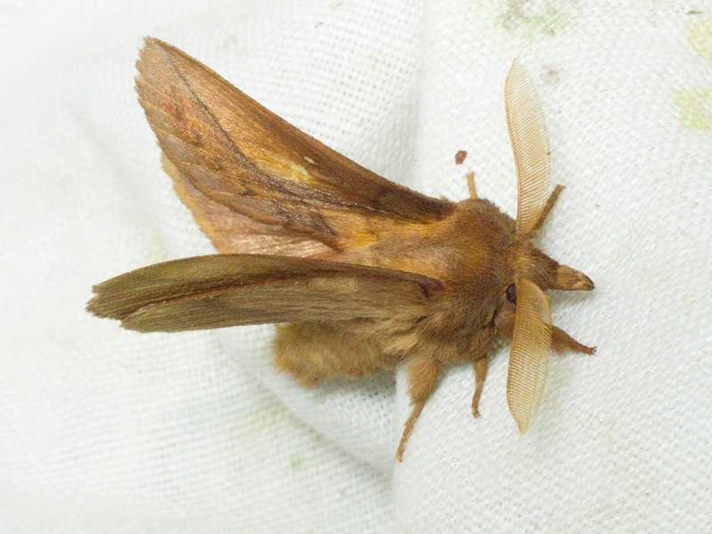 Euthrix potatoria (Linnaeus, 1758)